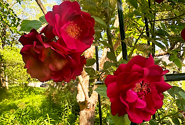 Red Roses