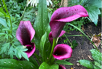 Purple Callas