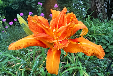 Orange Daylily