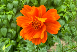 Orange Coreopsis