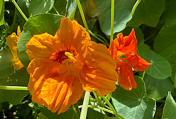 Nasturtiums