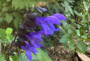 Black and Blue Salvia