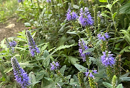 Purple Veronicas