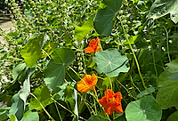 Veggie Border