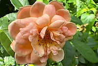 Orange Rose