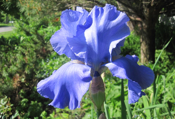 Blue Iris