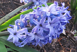 Purple Hyacinth