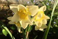 Daffodils