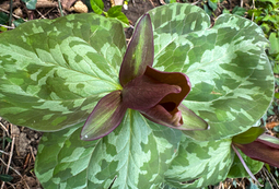 Brown Trillium