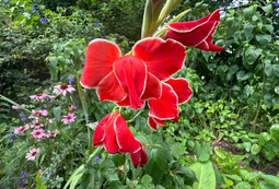 Red Gladioli