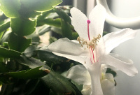 Christmas Cactus