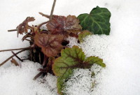 Snow on Coralbells
