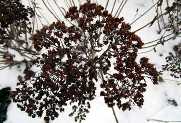 Sedum Seedhead