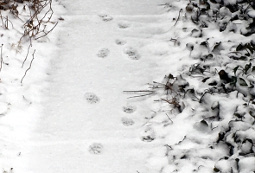 Pawprints in Snow